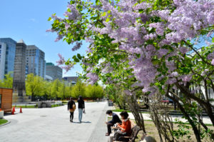 北海道札幌市の大通公園で「ライラック」の写真